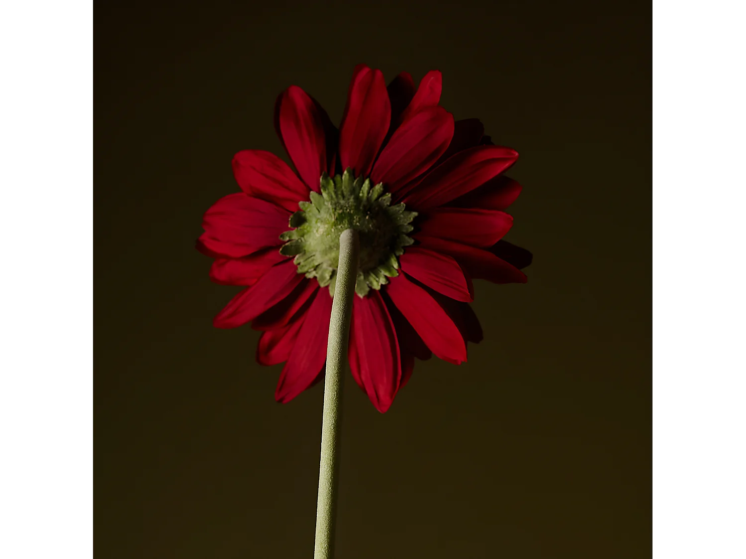 Tige de Gerbera - Rose / 59 cm