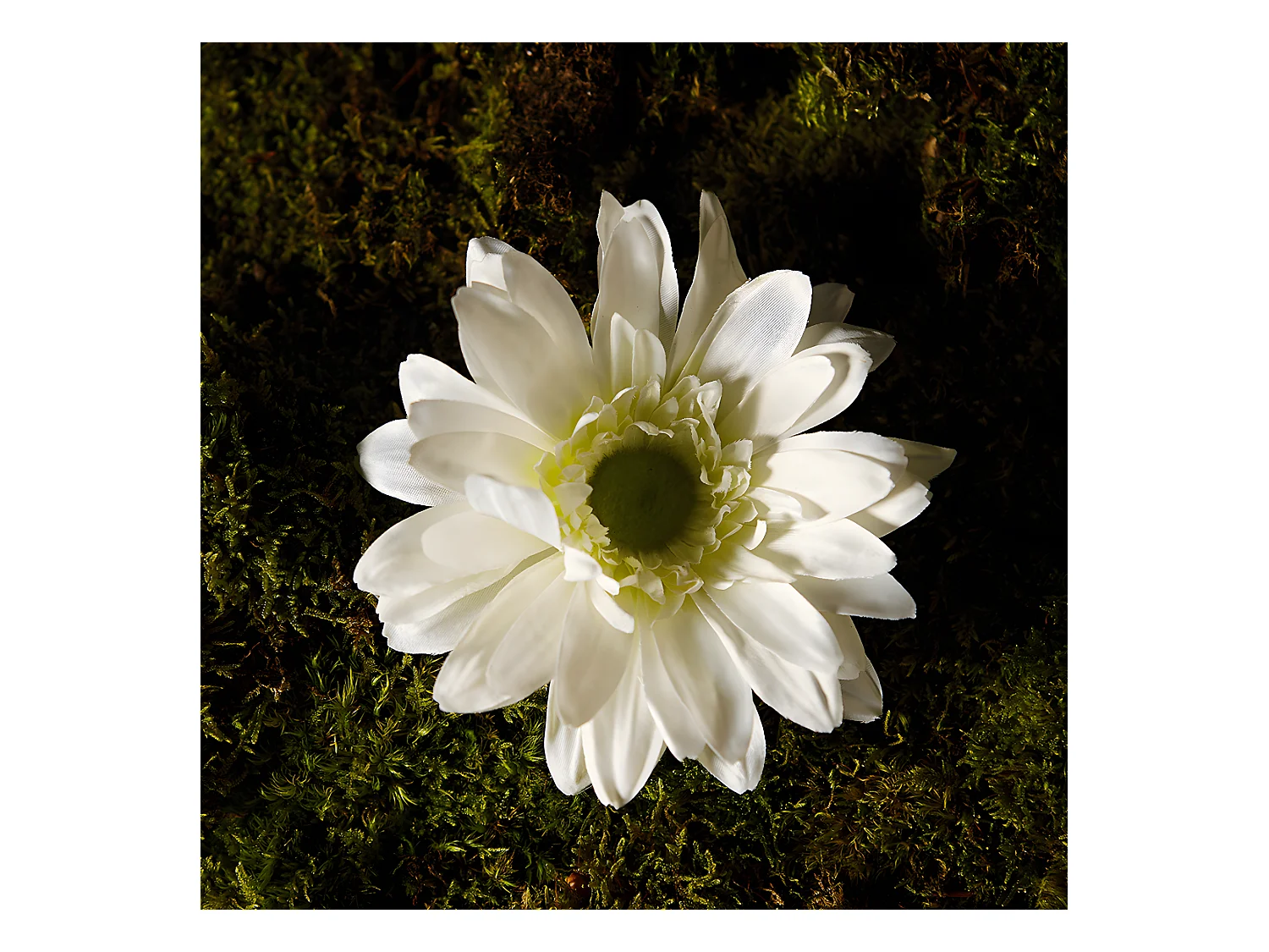 Tige de Gerbera - Rouge / 59 cm
