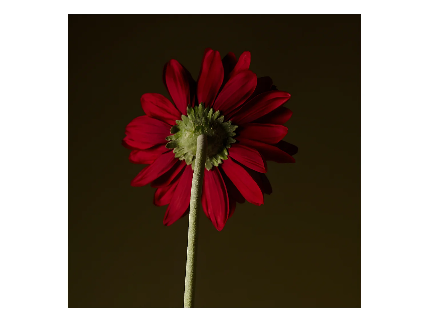 Tige de Gerbera - Rouge / 59 cm