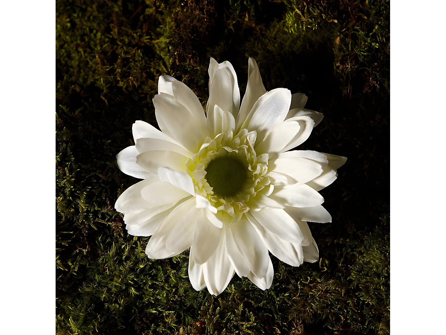 Tige de Gerbera - Rouge / 59 cm