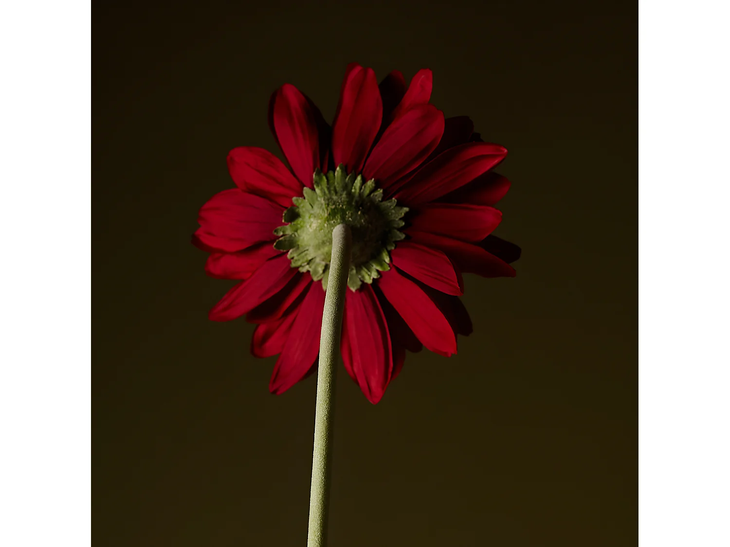 Tige de Gerbera - Rouge / 59 cm