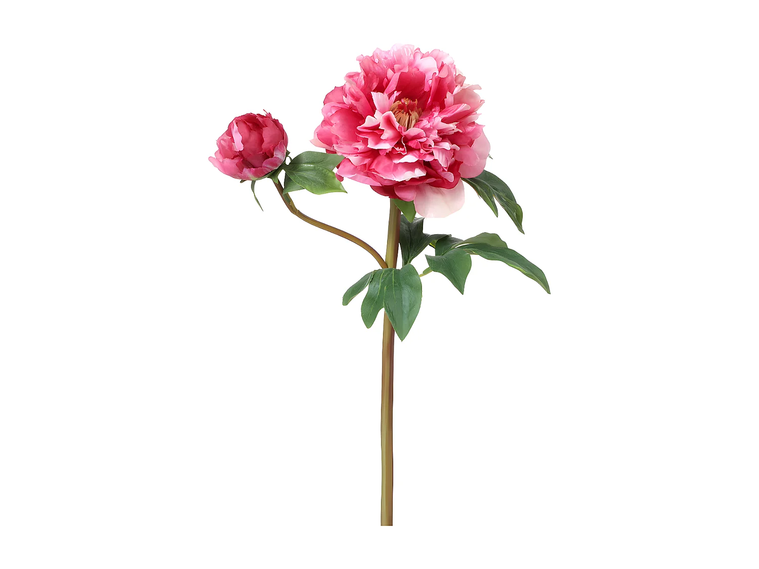 Tige de Pivoine - Rose pâle