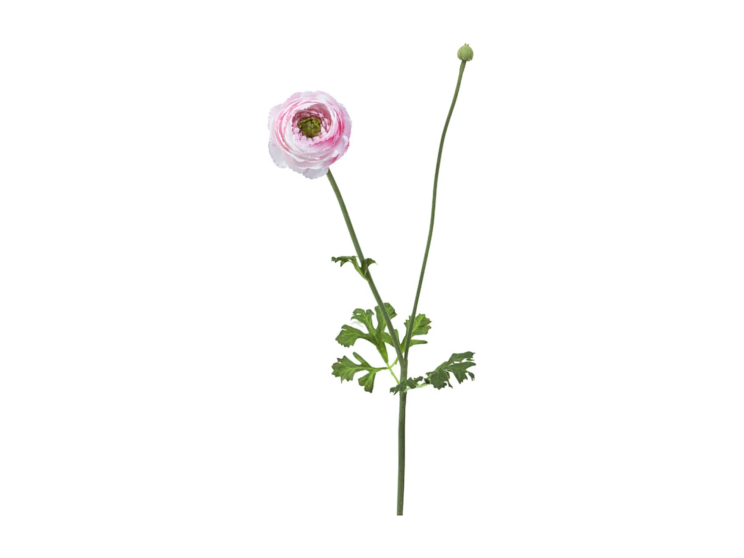 Tige de Renoncule Avec Bourgeon - Violet