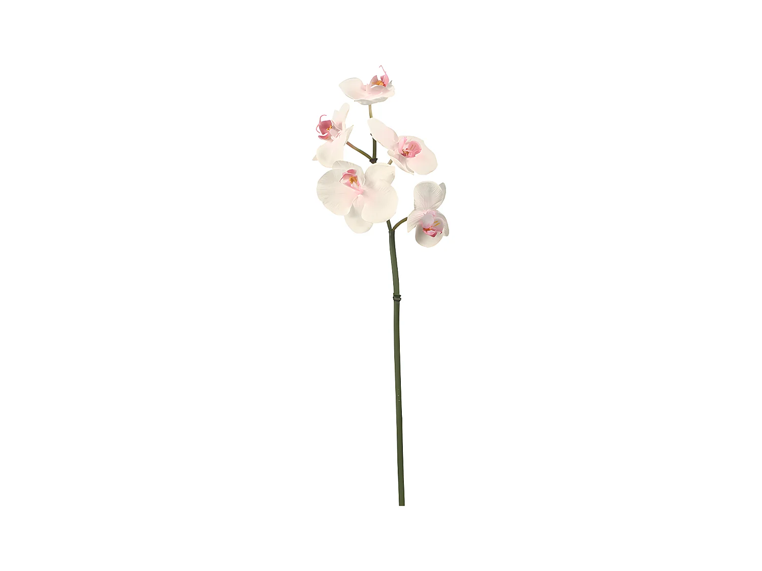 Tige d'Orchidée Phalaenopsis - Blanc / 45 cm