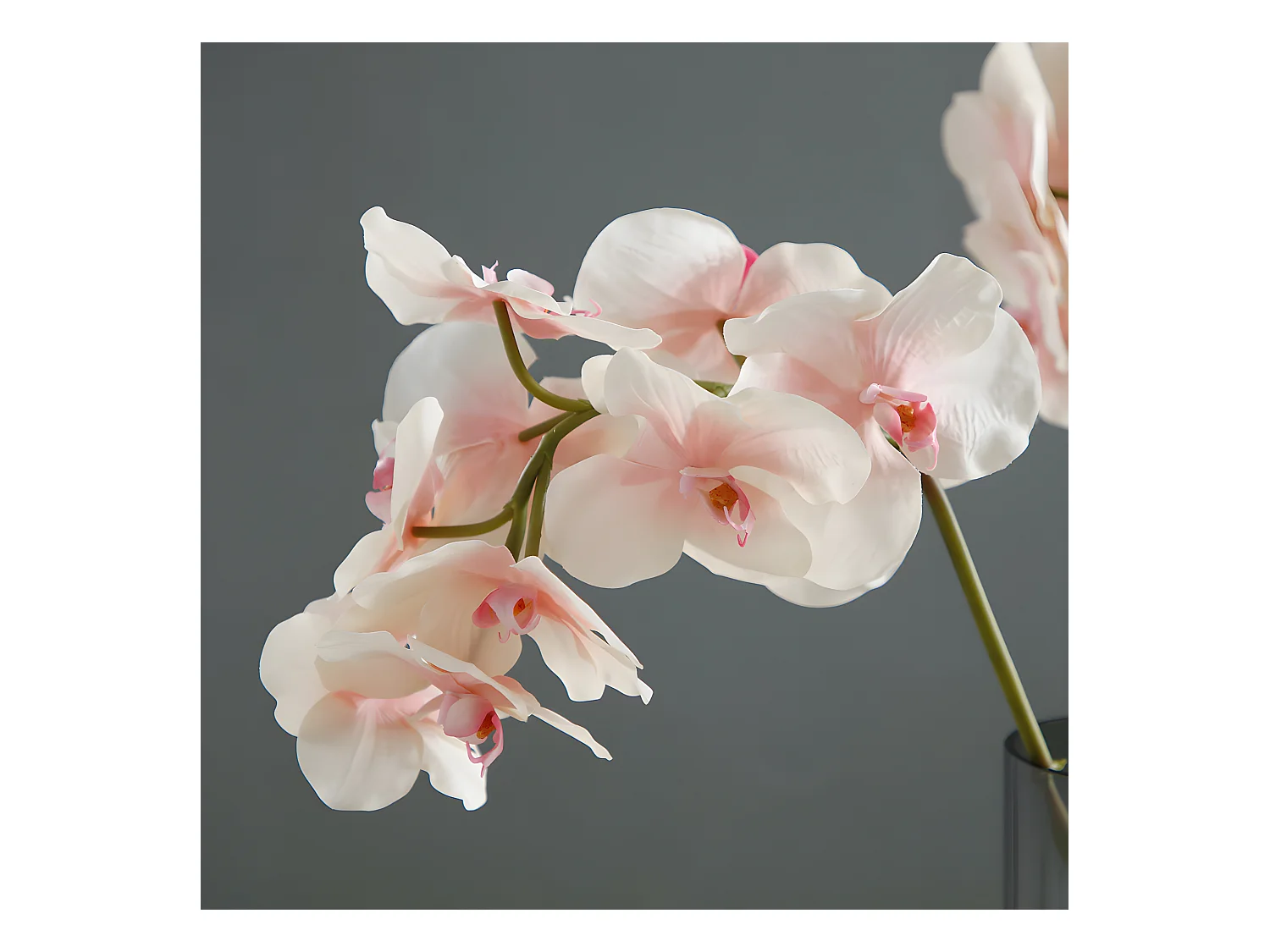 Tige d'Orchidée Phalaenopsis - Blanc / 45 cm