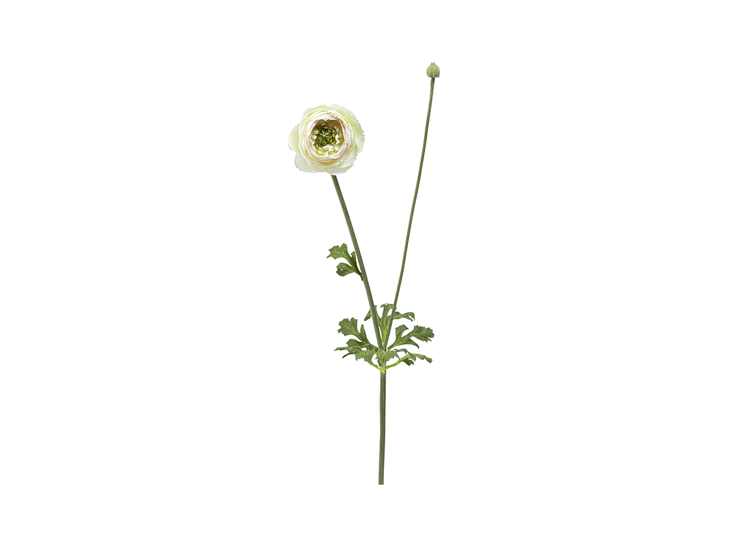 Tige de Renoncule Avec Bourgeon - Rose