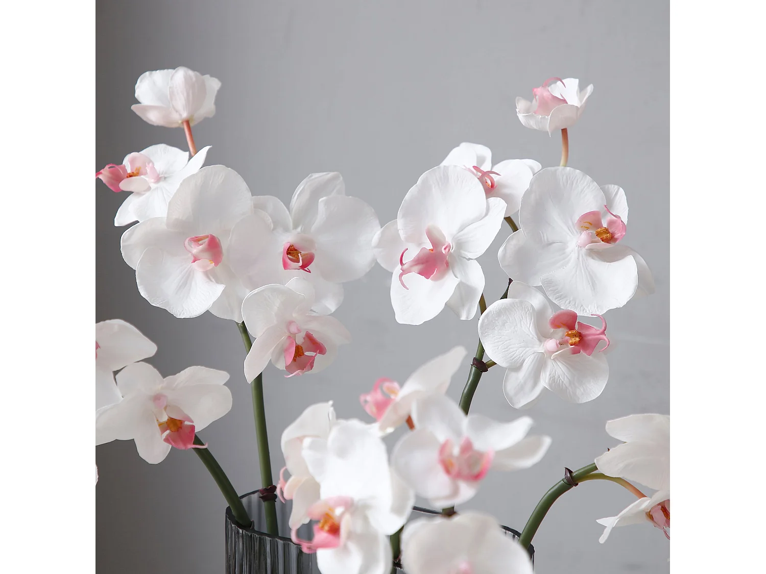 Tige d'Orchidée Phalaenopsis - Blanc / 60 cm