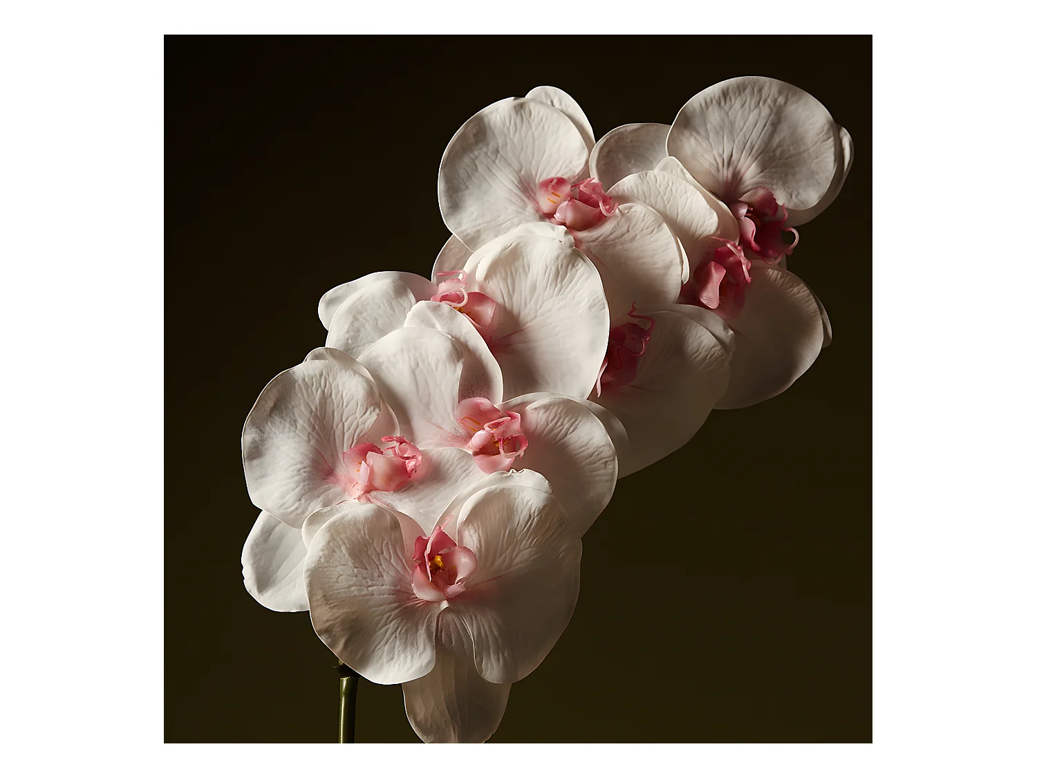 Tige d'Orchidée Phalaenopsis - Blanc / 60 cm