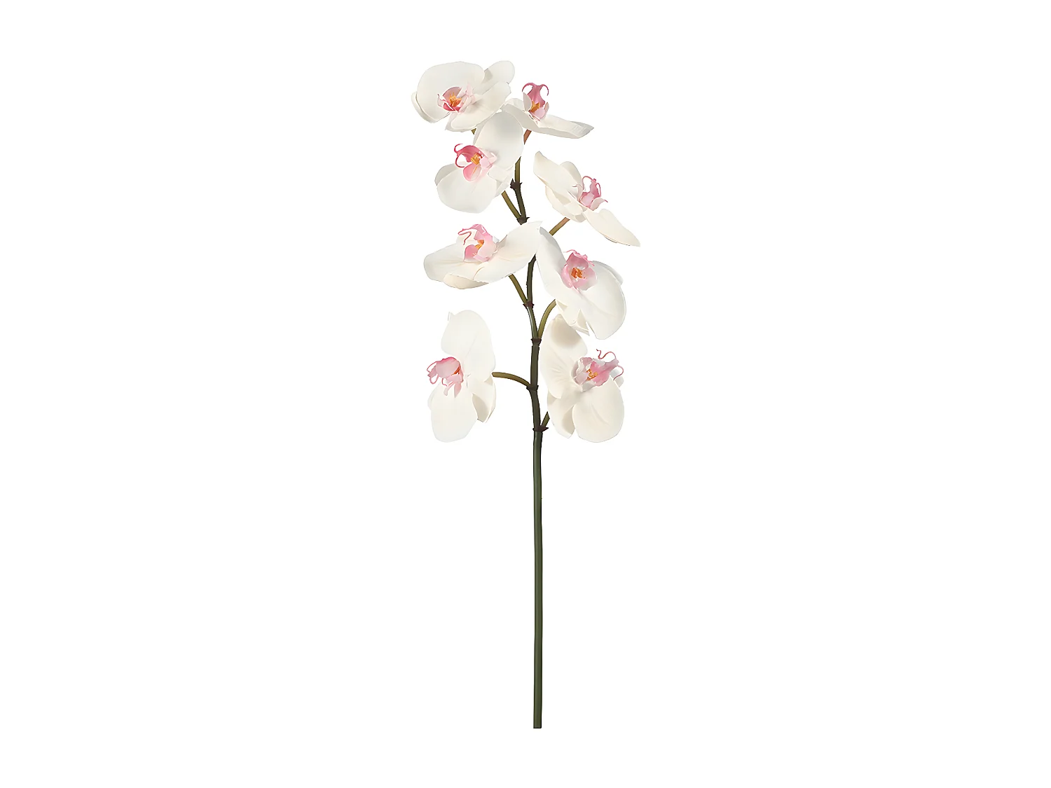 Tige d'Orchidée Phalaenopsis - Blanc / 60 cm