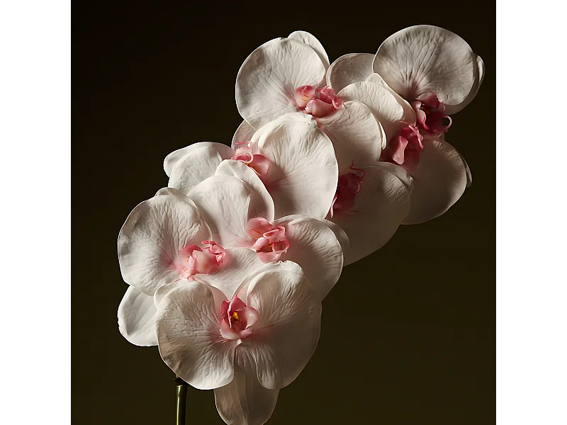 Tige d'Orchidée Phalaenopsis - Blanc / 60 cm