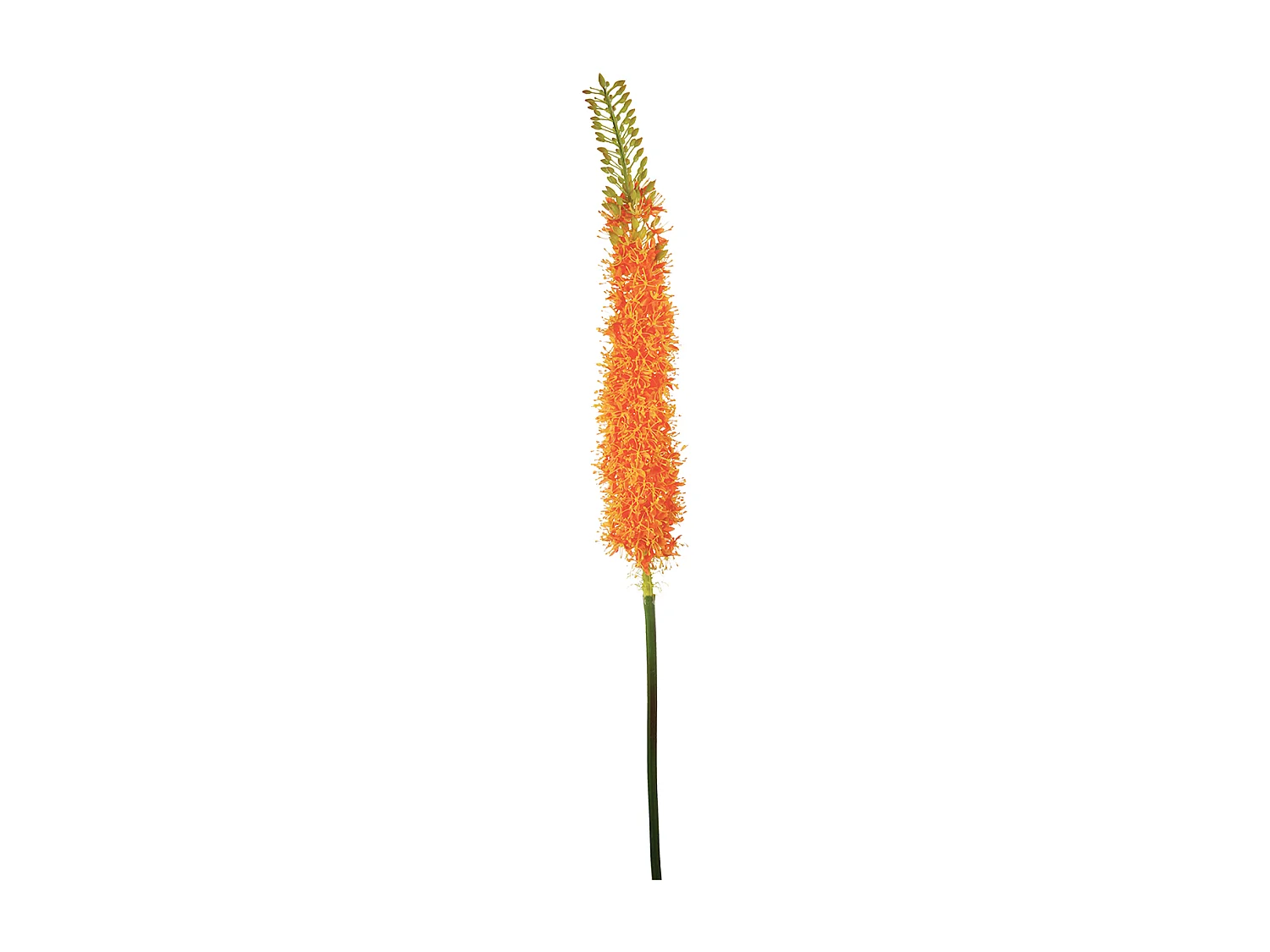 Tige de Lis des Steppes - Blanc