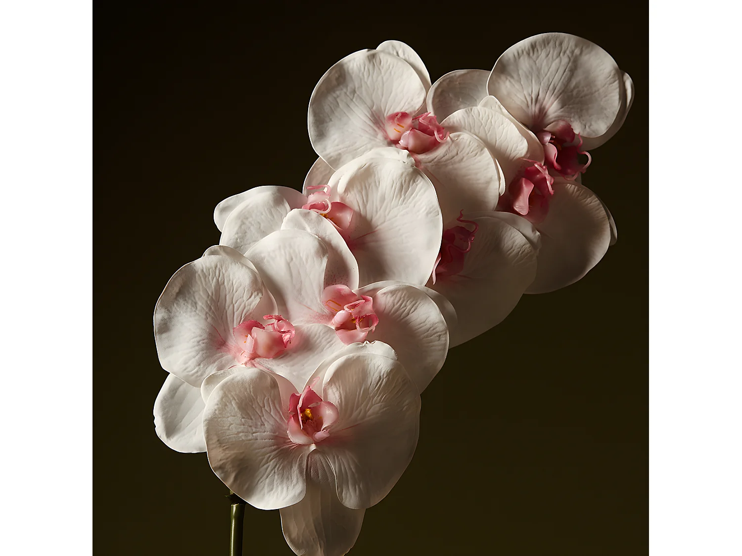 Tige d'Orchidée Phalaenopsis - Rose / 60 cm