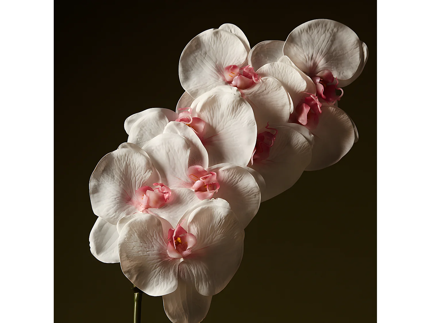 Tige d'Orchidée Phalaenopsis - Rose / 60 cm