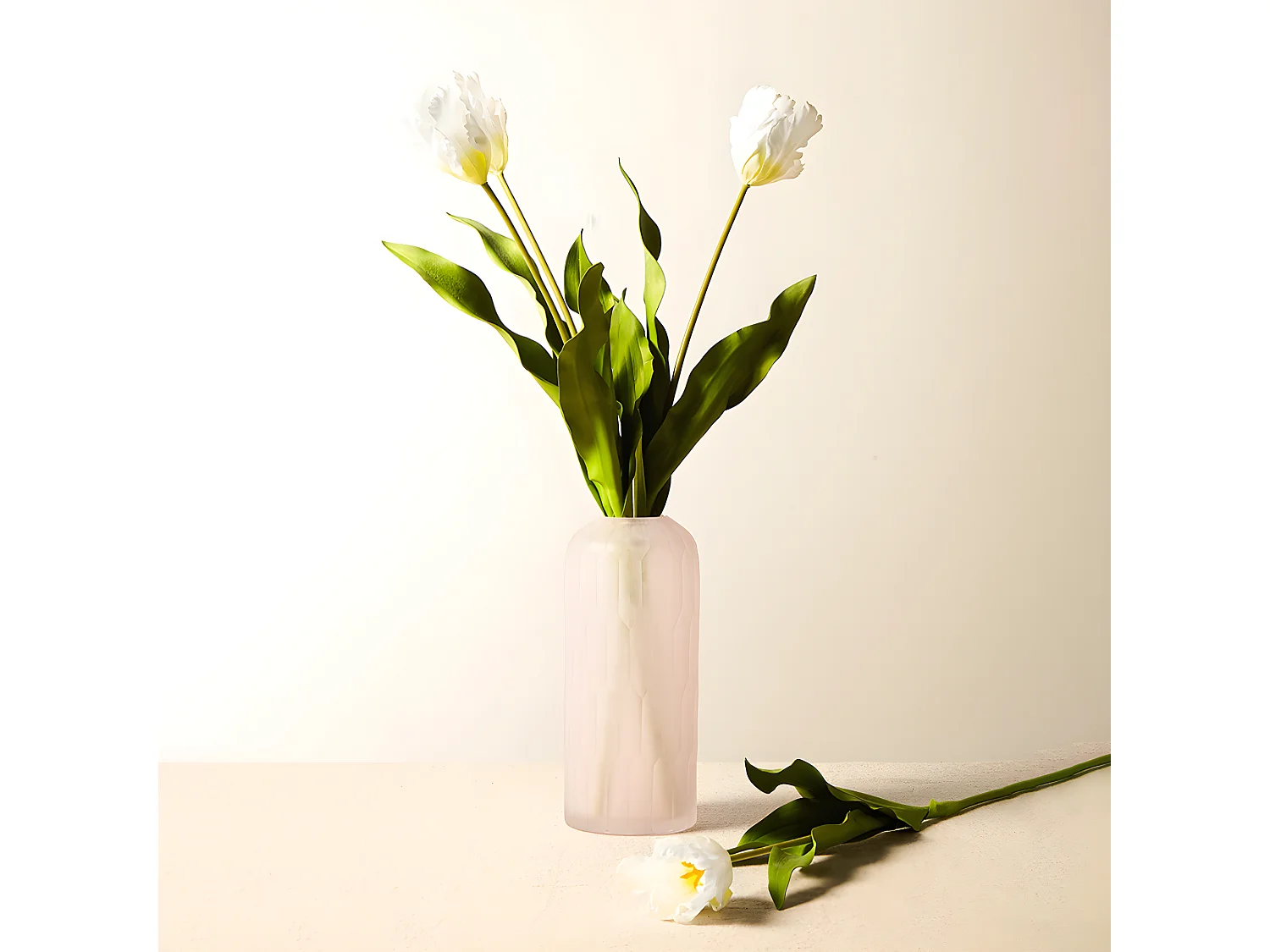 Tige de Tulipe Perroquet - Rouge