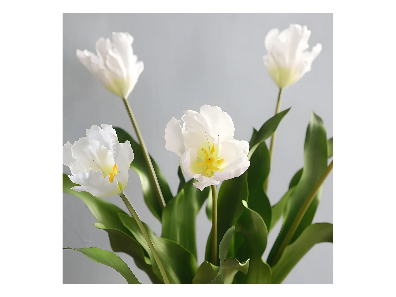 Tige de Tulipe Perroquet - Rouge