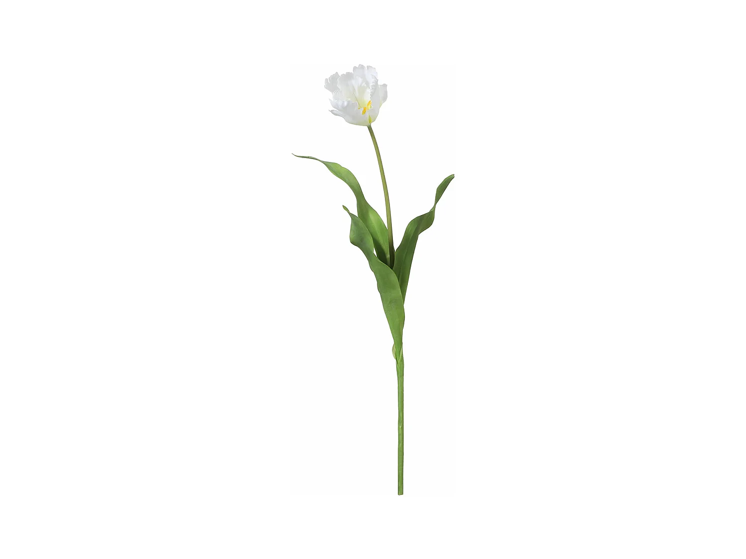 Tige de Tulipe Perroquet - Rouge