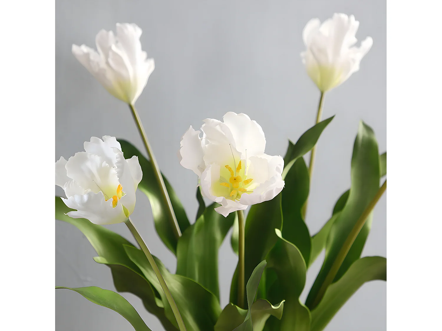 Tige de Tulipe Perroquet - Rouge