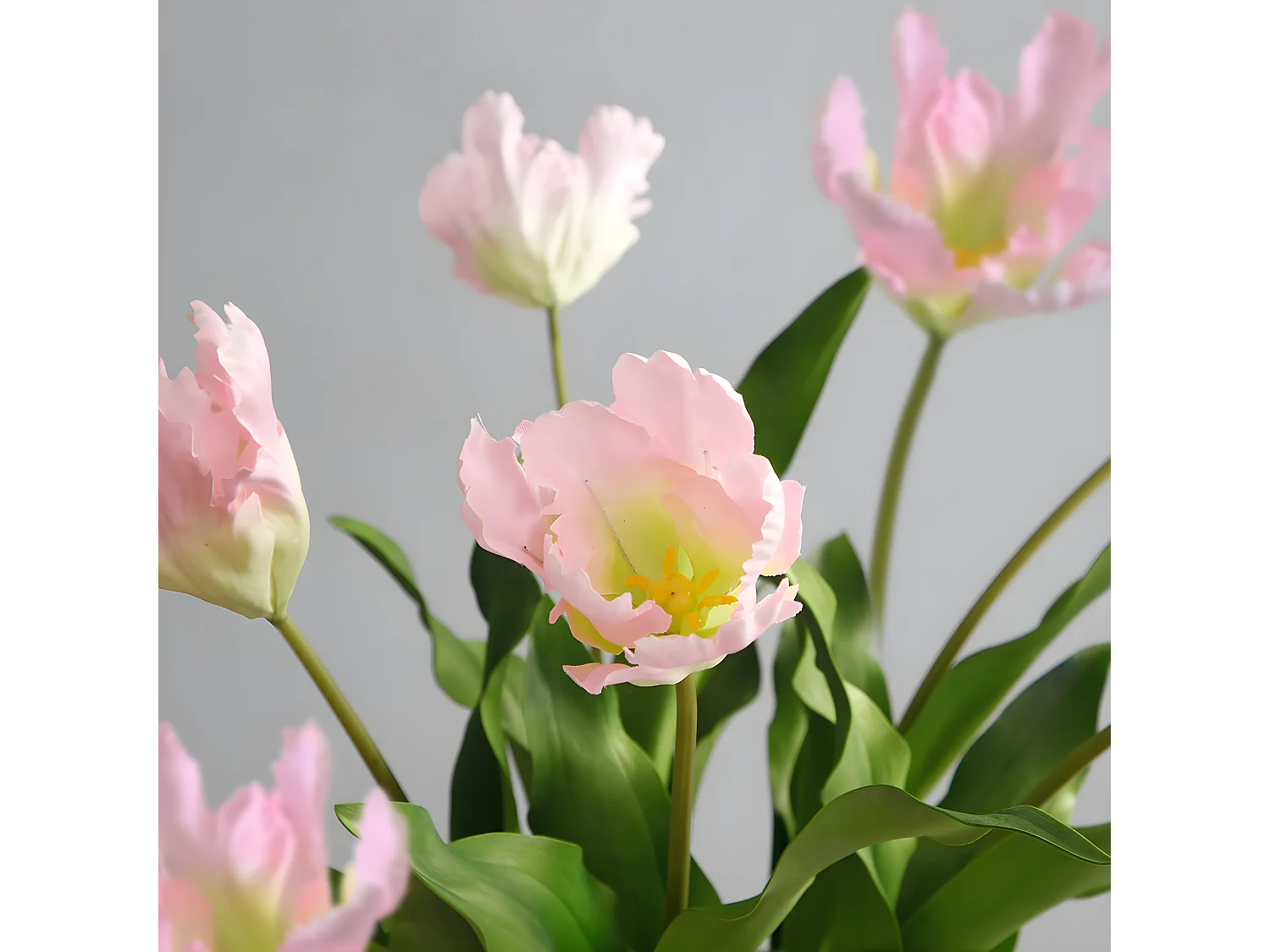 Tige de Tulipe Perroquet - Rose