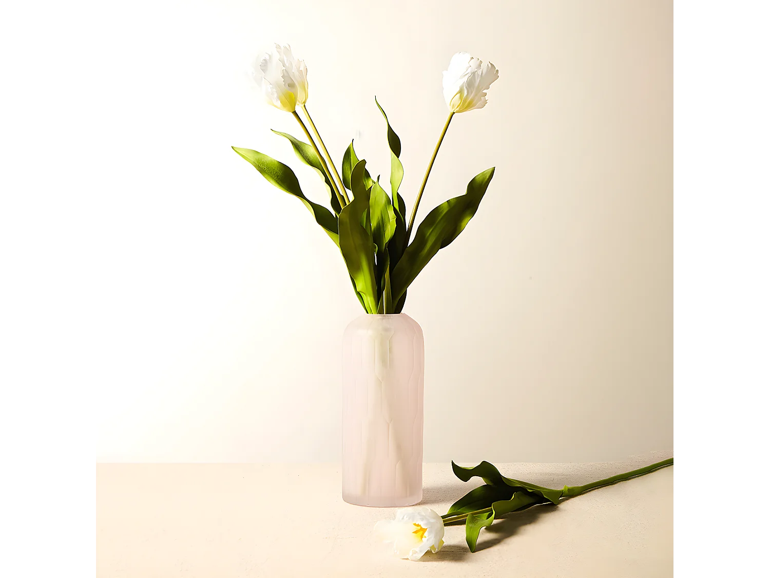 Tige de Tulipe Perroquet - Rose