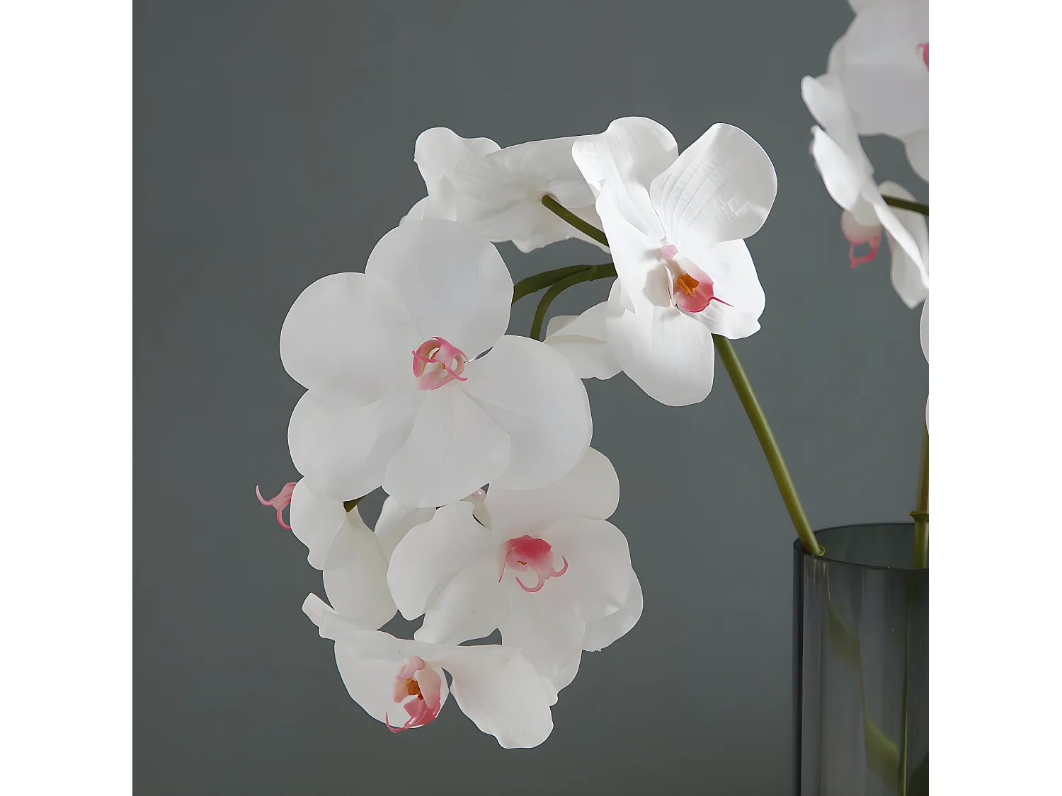 Tige d'Orchidée Bandailan - Rose