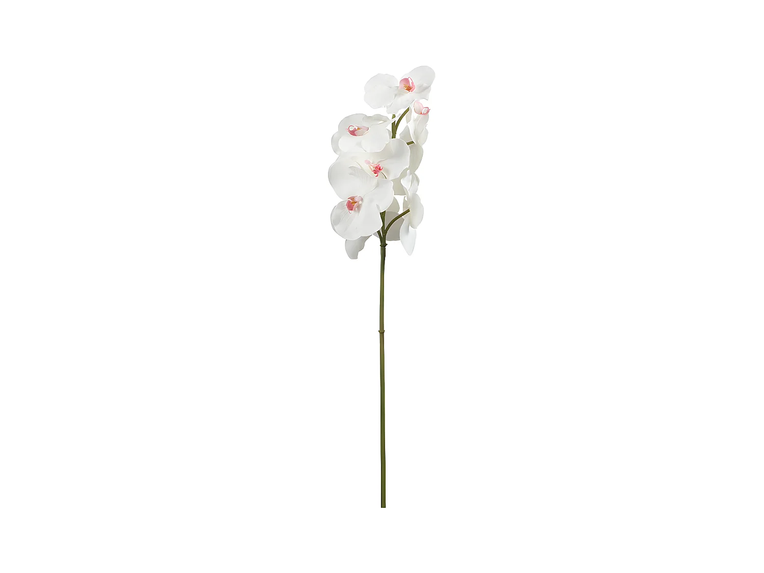 Tige d'Orchidée Bandailan - Rose