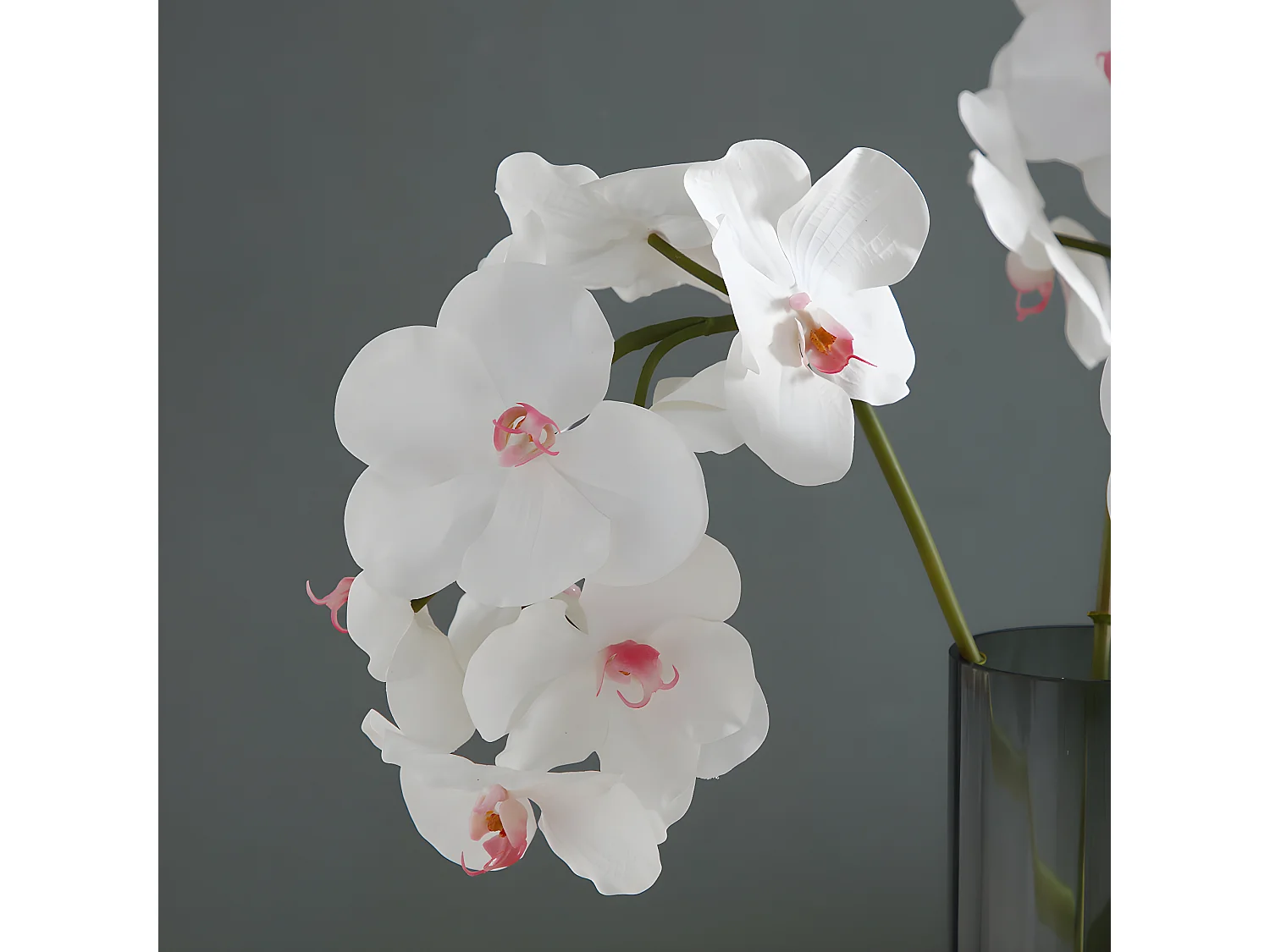 Tige d'Orchidée Bandailan - Blanc