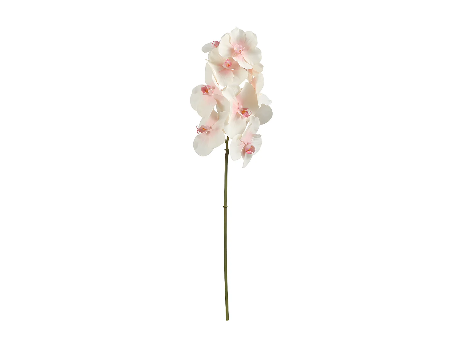 Tige d'Orchidée Bandailan - Blanc