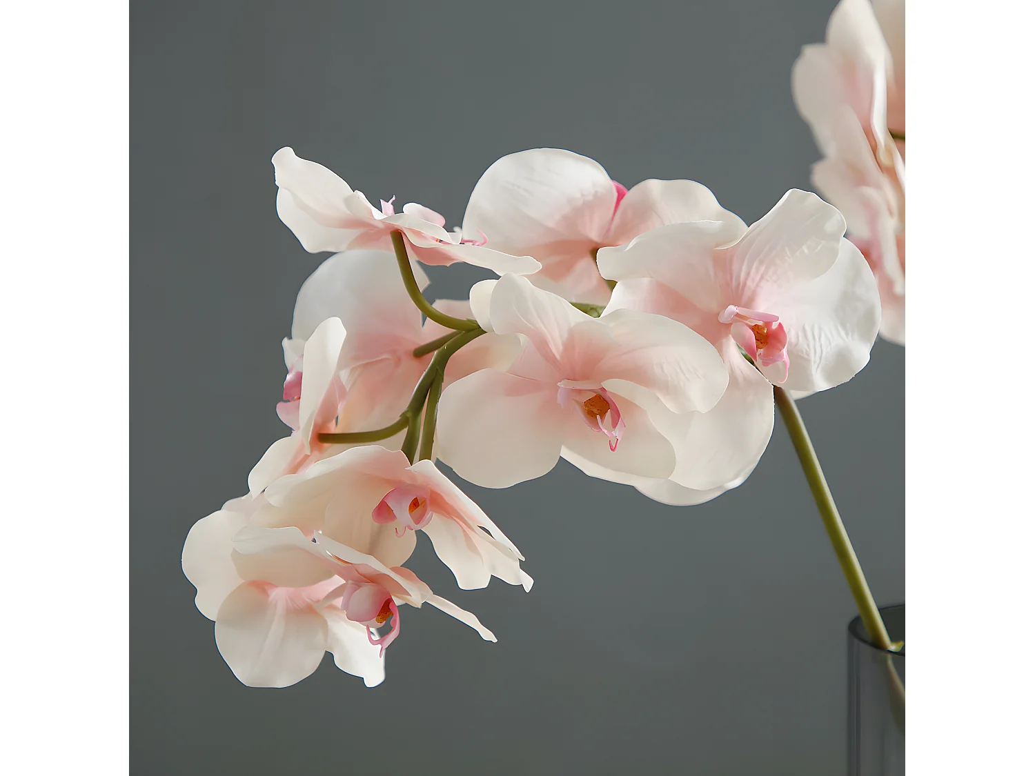 Tige d'Orchidée Bandailan - Blanc