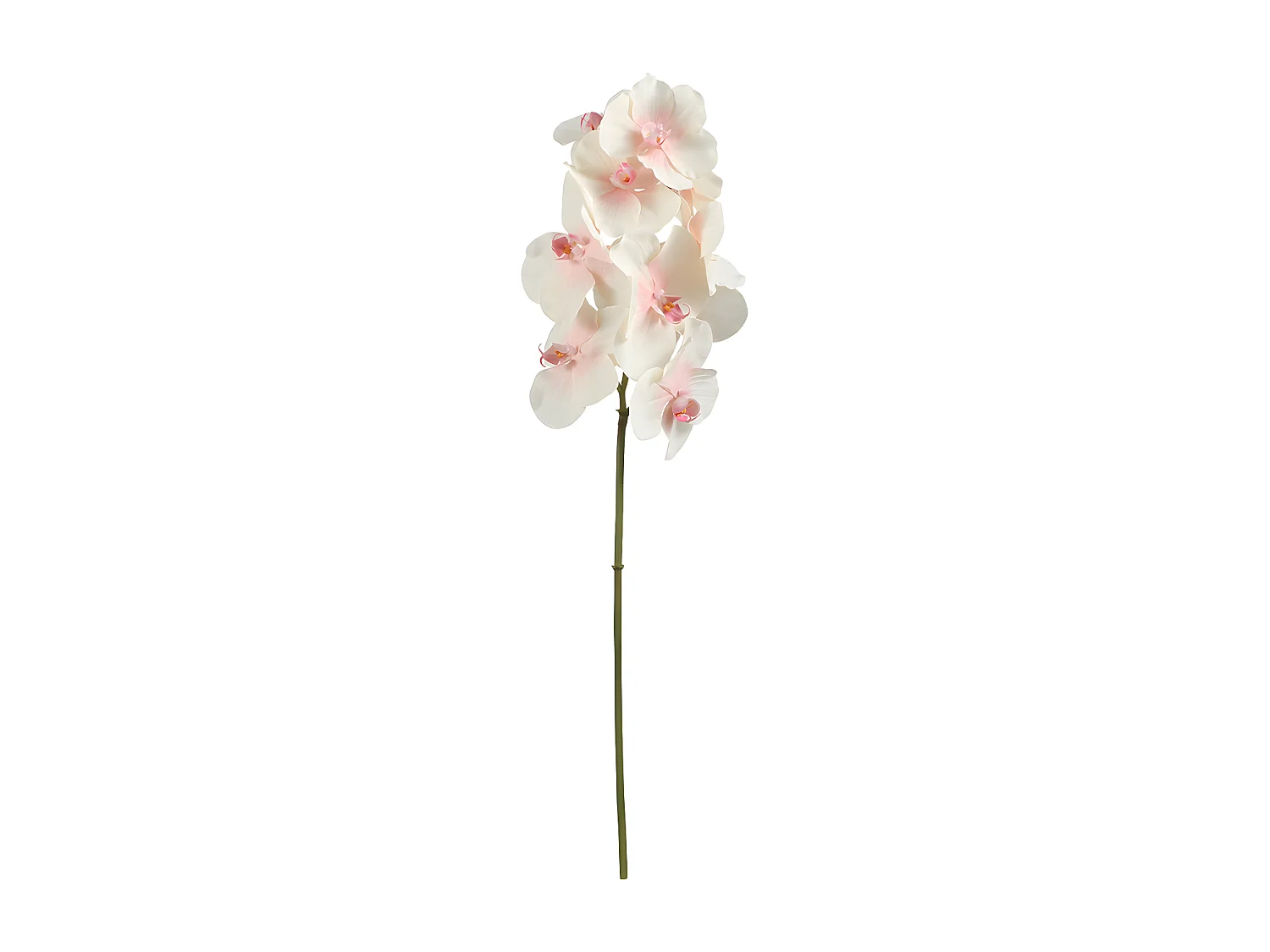 Tige d'Orchidée Bandailan - Blanc