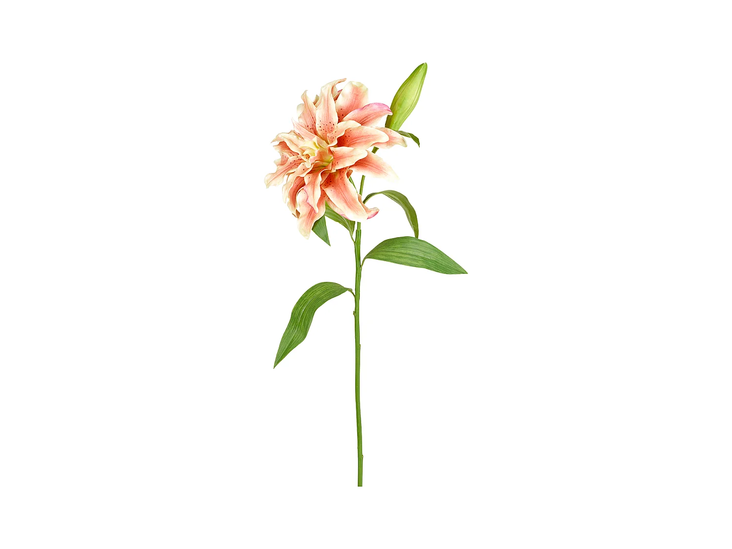 Tige de Lys Oriental Double - Crème / 70 cm