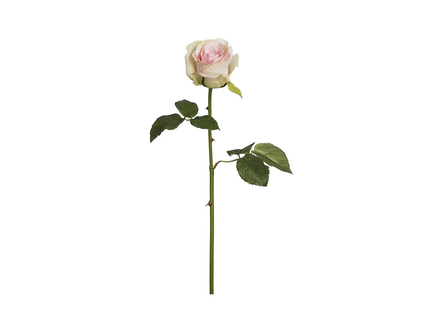 Tige de Rose Diane - Rouge orangé