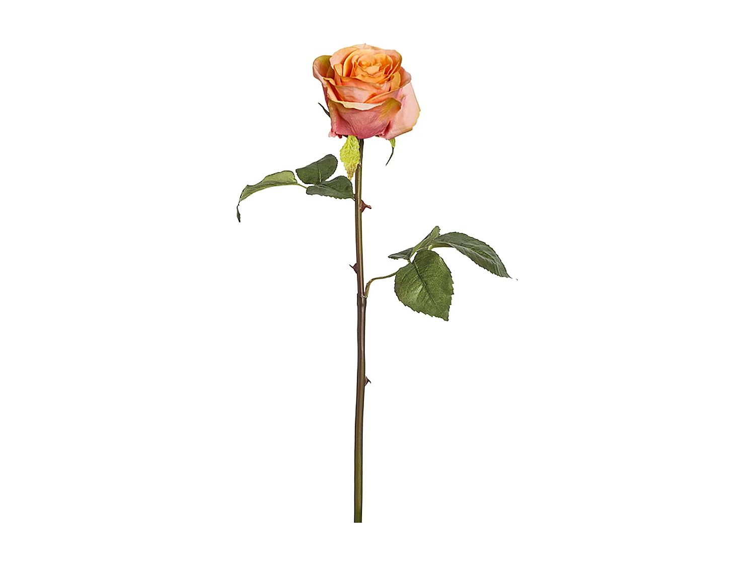 Tige de Rose Diane - Pêche