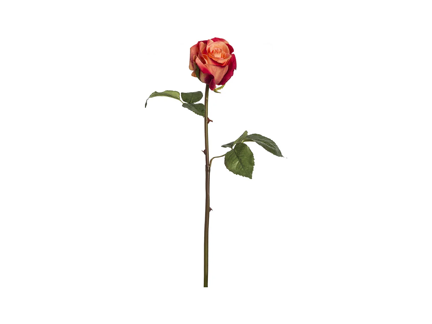 Tige de Rose Diane - Pêche