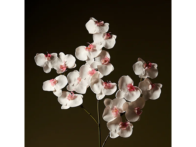 Tige d'Orchidée Phalaenopsis - Blanc / 66 cm