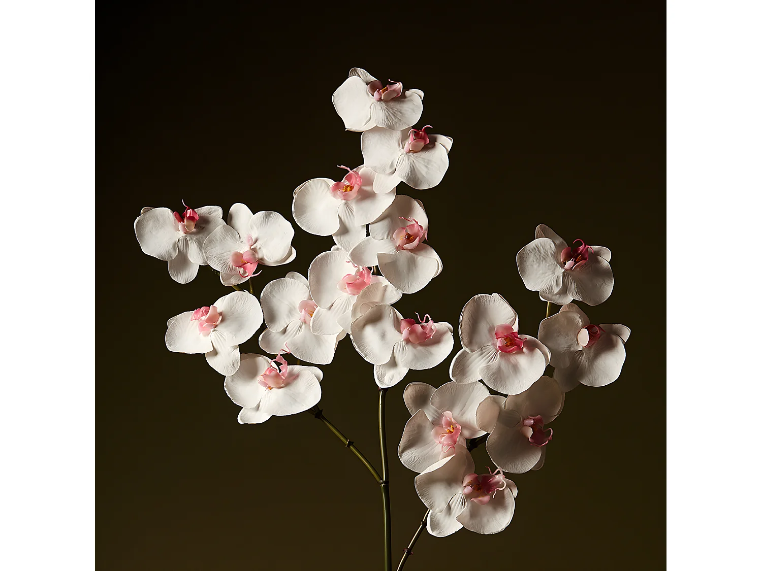 Tige d'Orchidée Phalaenopsis - Blanc / 66 cm