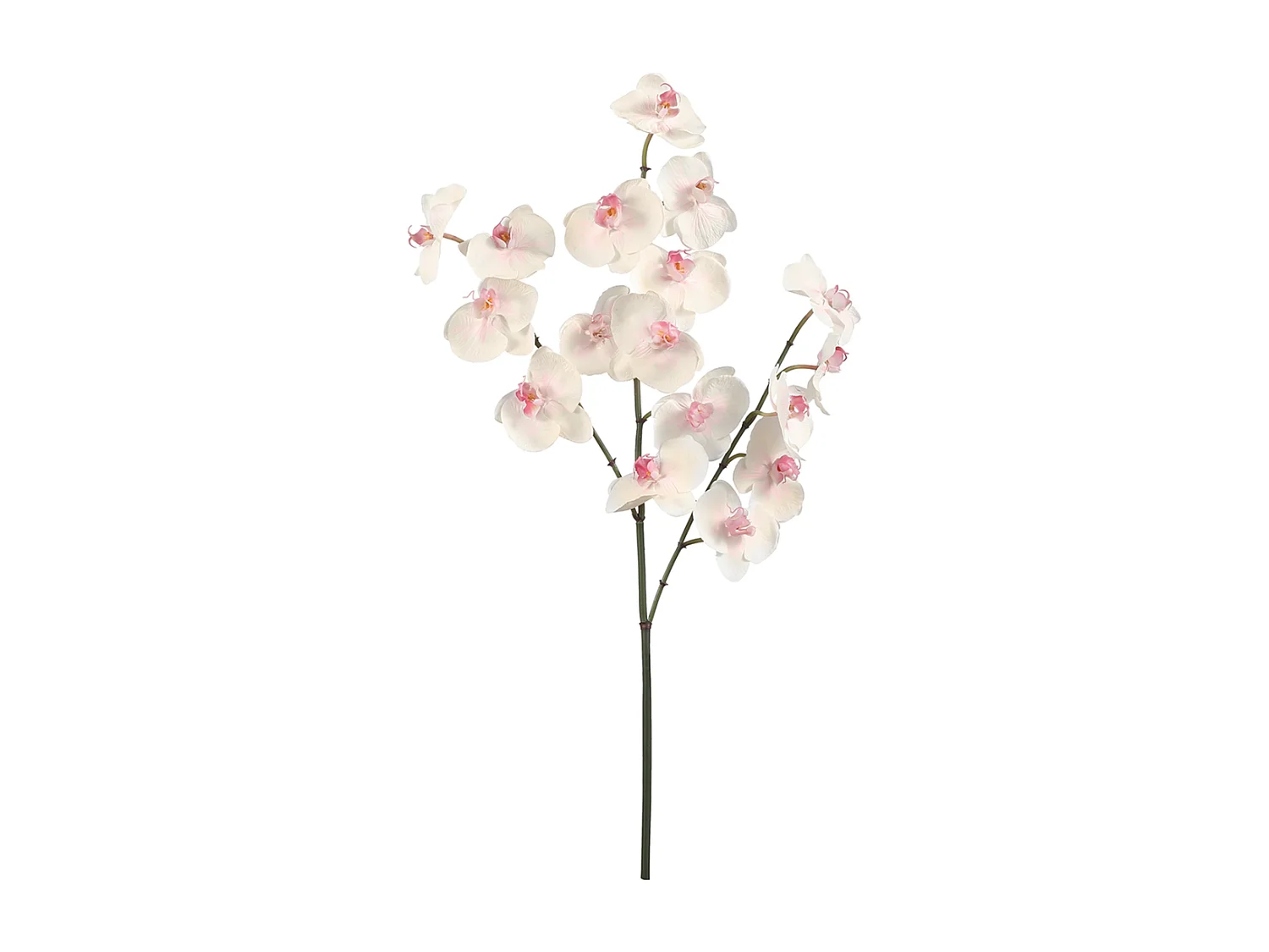 Tige d'Orchidée Phalaenopsis - Blanc / 66 cm