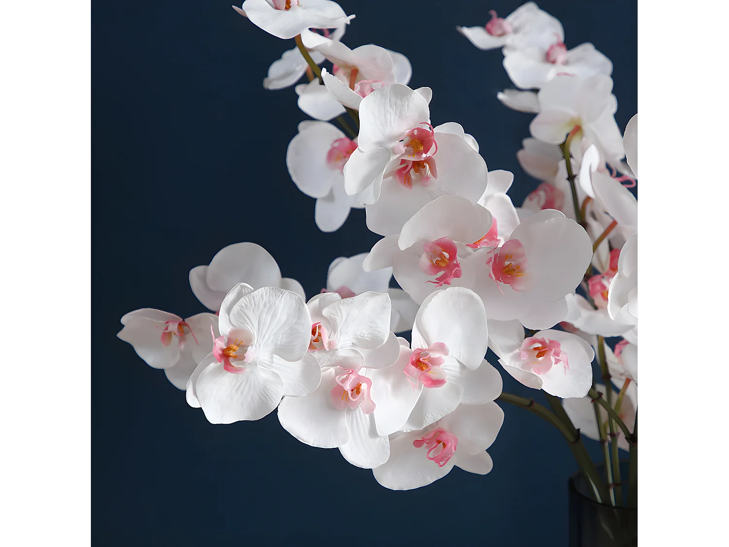 Tige d'Orchidée Phalaenopsis - Blanc / 66 cm