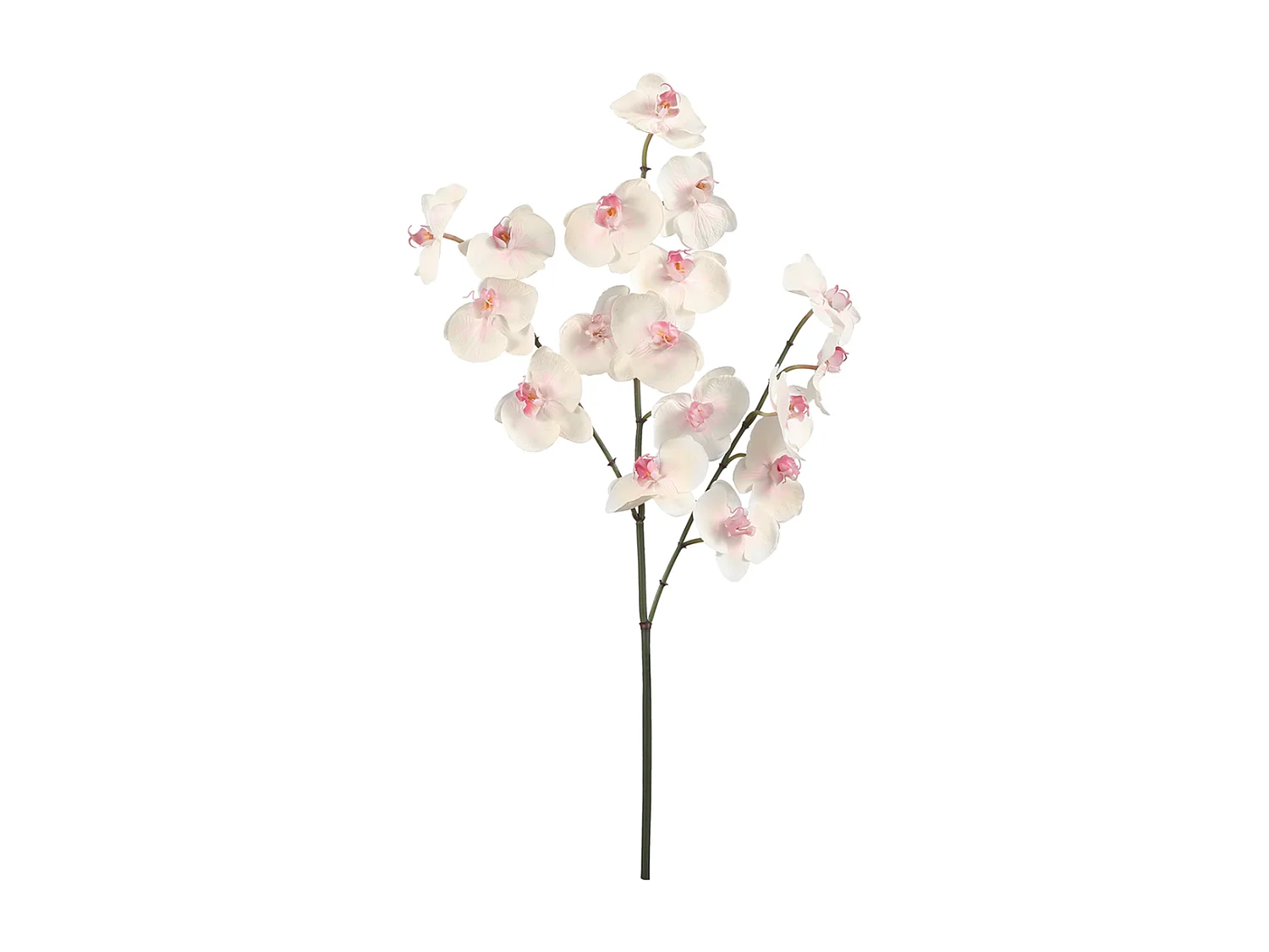 Tige d'Orchidée Phalaenopsis - Blanc / 66 cm