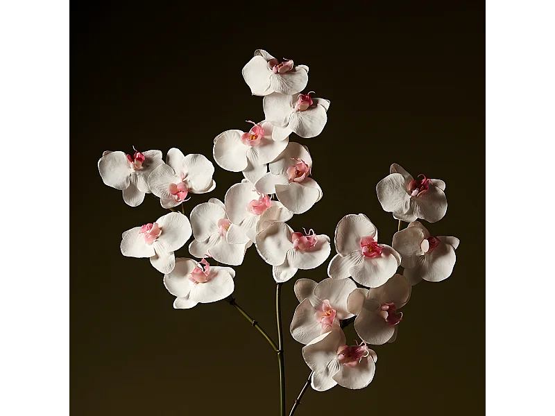 Tige d'Orchidée Phalaenopsis - Blanc / 66 cm