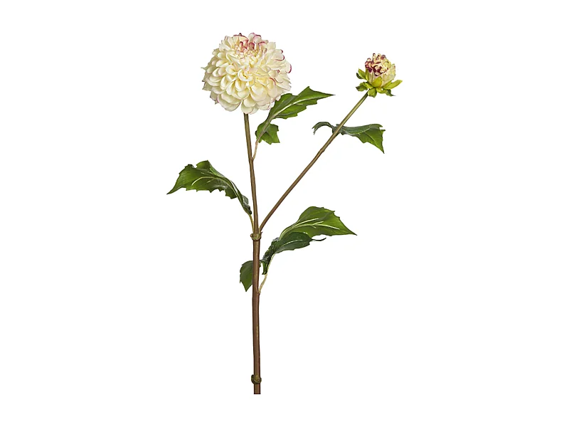 Tige de Dahlia Candice - Bordeaux