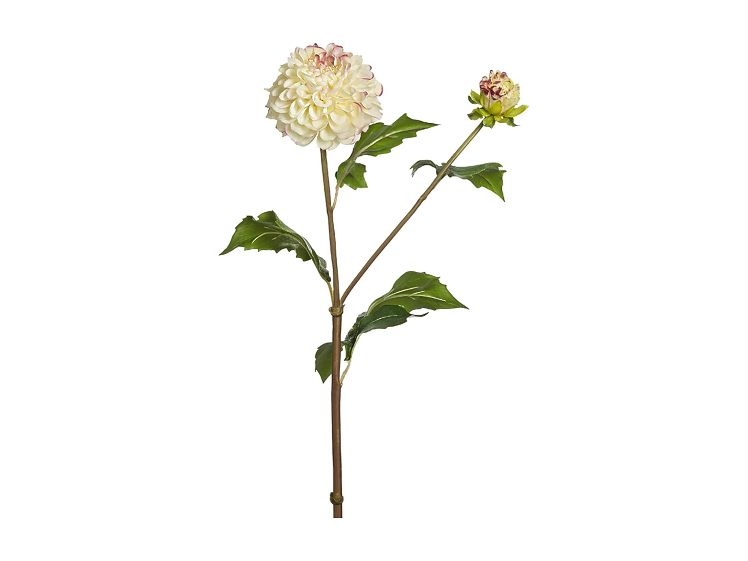 Tige de Dahlia Candice - Bordeaux