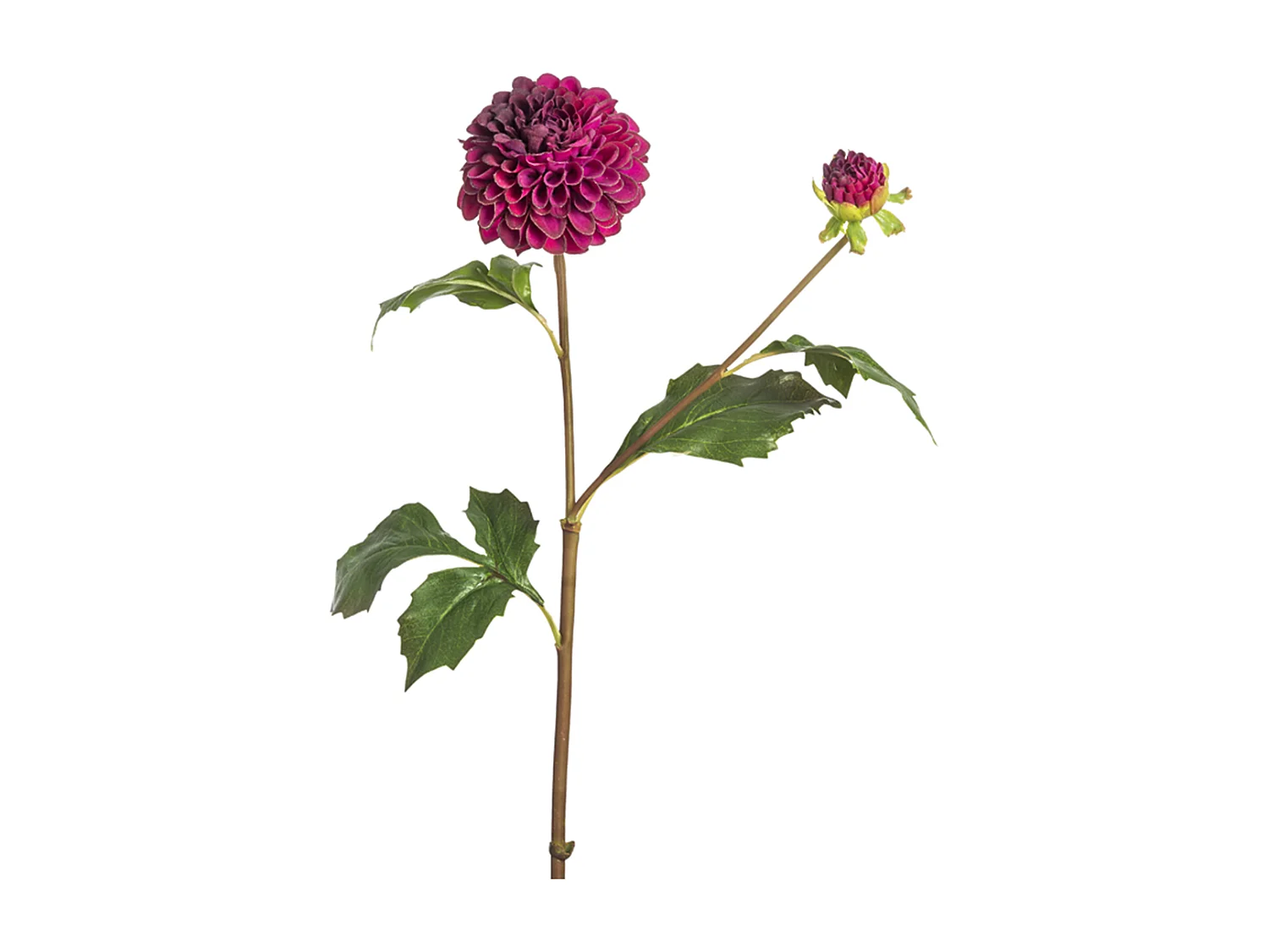 Tige de Dahlia Candice - Bordeaux