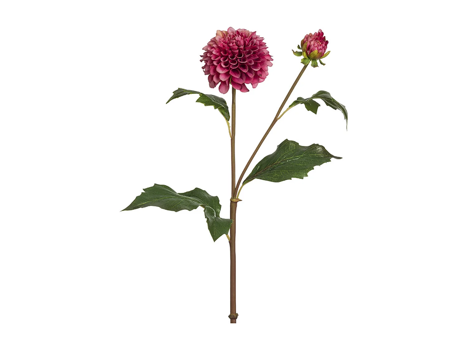 Tige de Dahlia Candice - Bordeaux