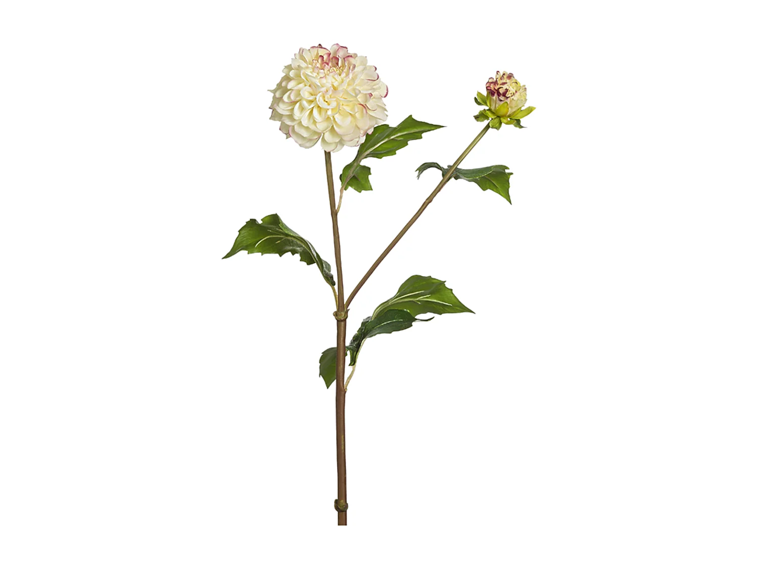 Tige de Dahlia Candice - Bordeaux