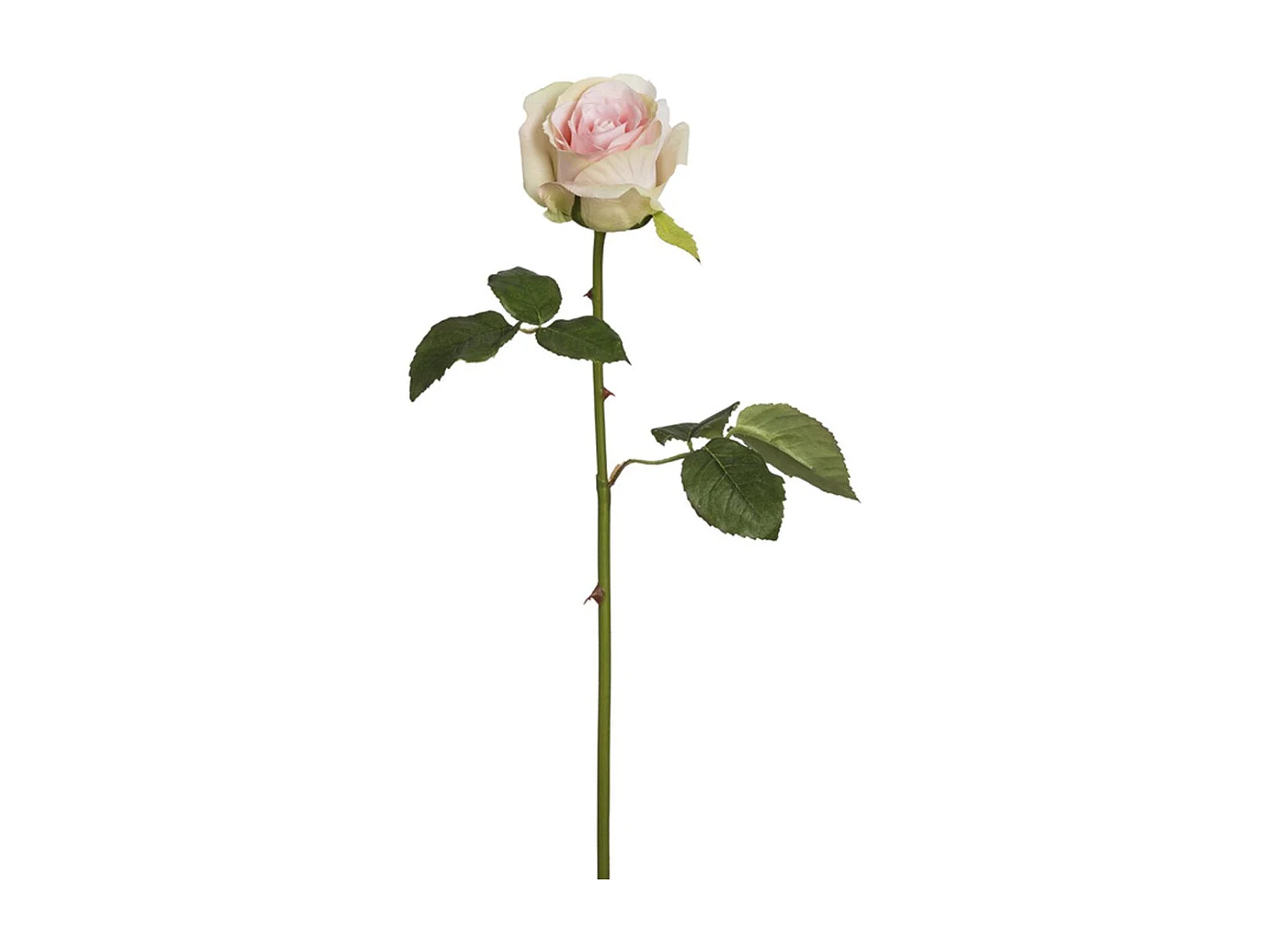Tige de Rose Diane - Crème
