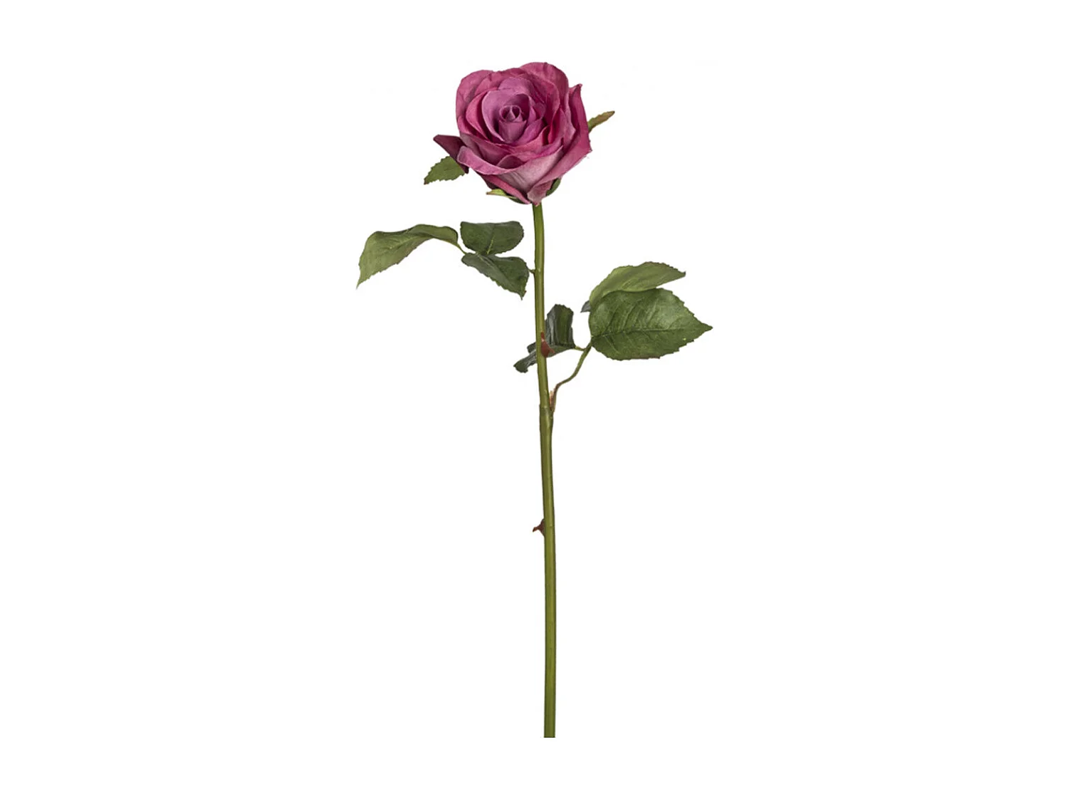 Tige de Rose Diane - Crème