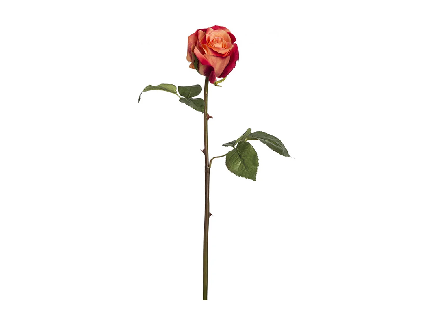 Tige de Rose Diane - Crème