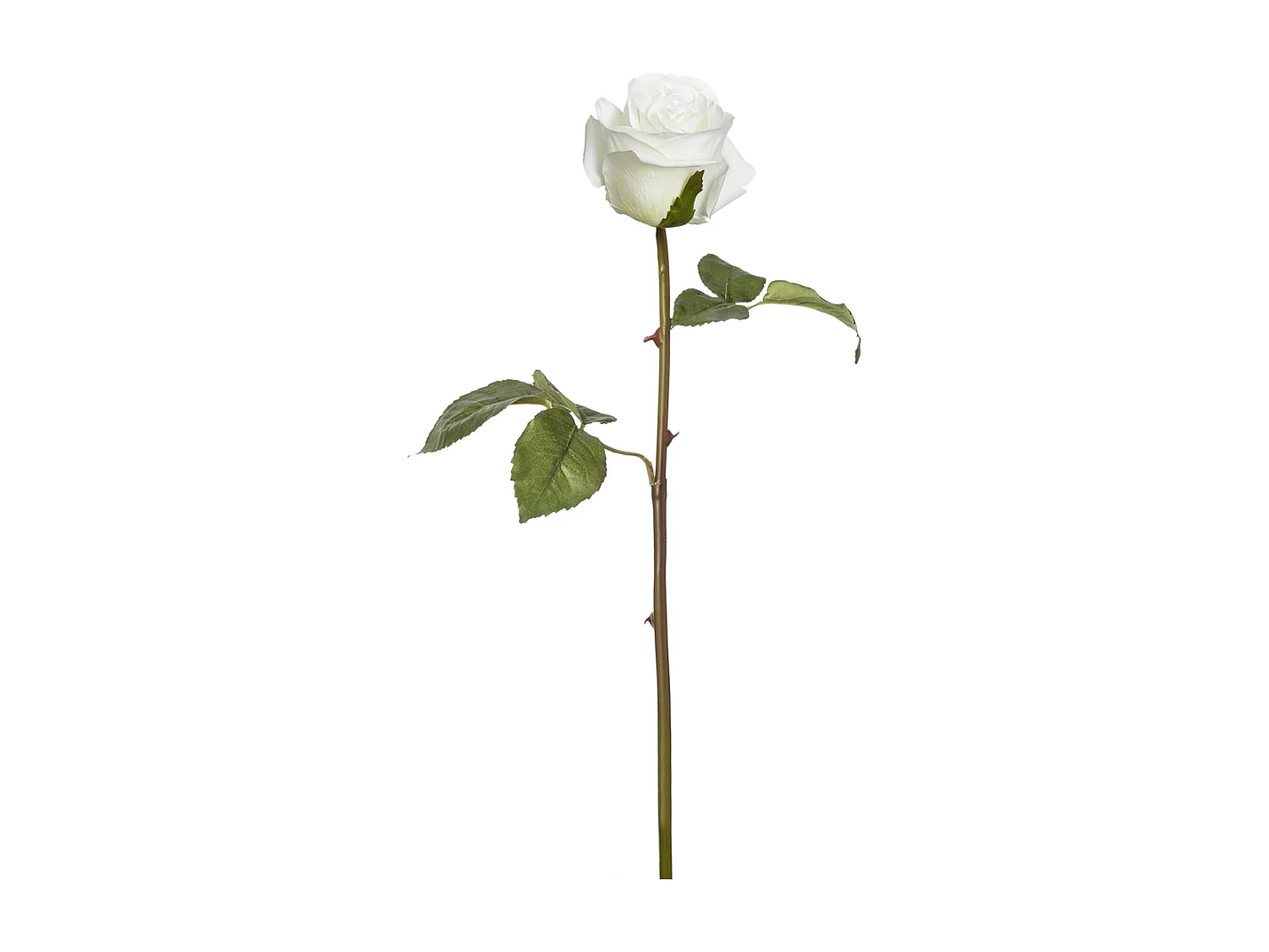 Tige de Rose Diane - Crème
