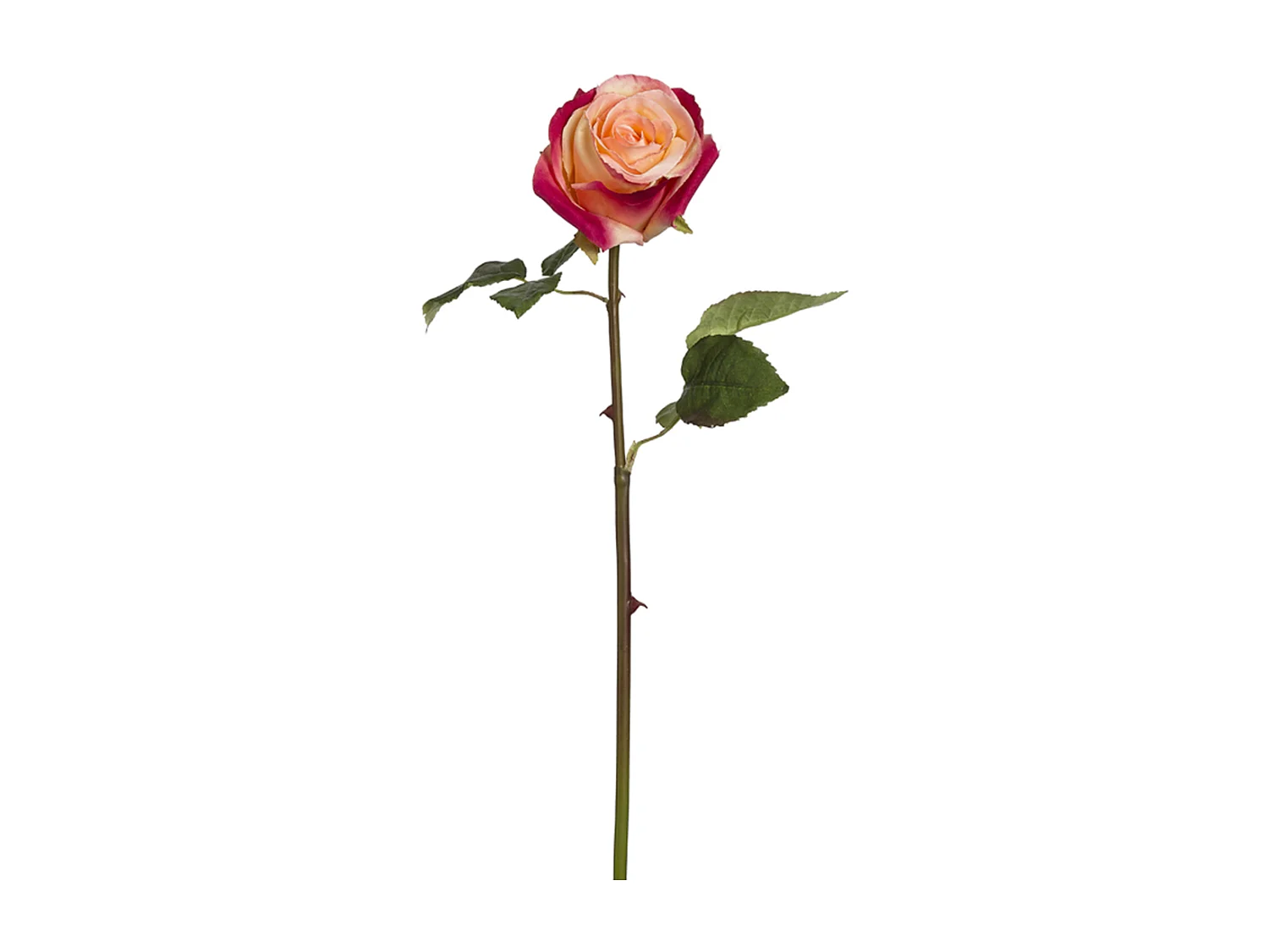 Tige de Rose Diane - Crème