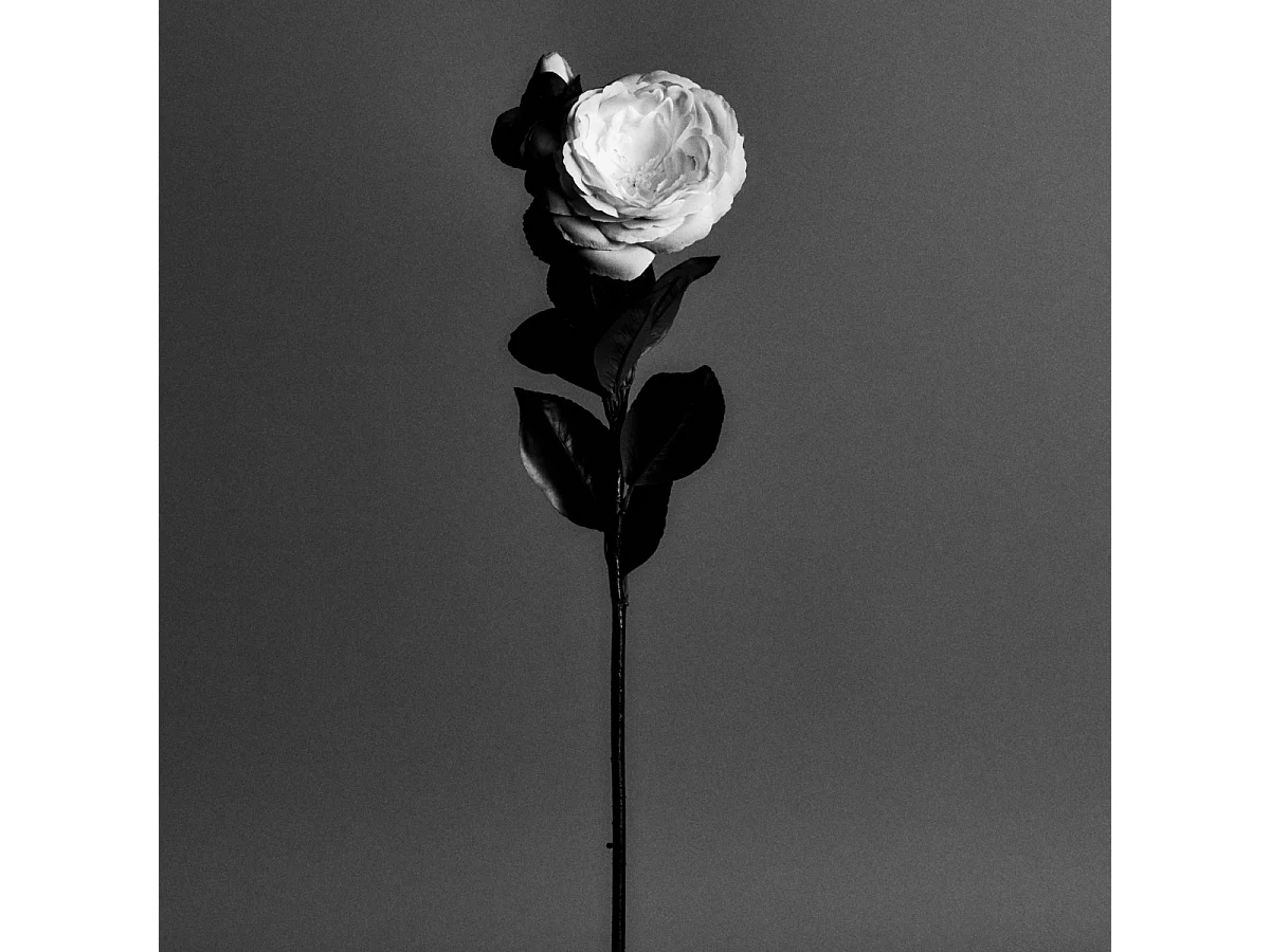 Tige de Camélia - Rouge